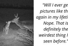 Dog Runs Away From Home, Only Later Found On Trail Camera Befriended By A Wild Deer