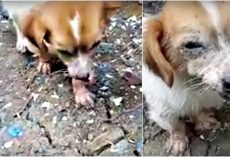 With Agonizing Steps, He Crept Towards Rescuers To Evade A Pained Life