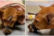 Soulless Stranger Trapped Puppy, Used Her For Target Practice With Homemade Arrow