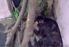 Wounded Old Dog Wedged Himself Into A Corner To Block Out The Painful World