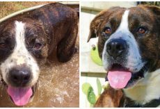 He Was Dumped On Christmas Eve 4-Years Ago And Still Needs A Forever Home