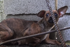 Dog Was Used For Breeding And No Longer Wanted And Abandoned On The Streets