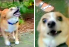 Meter Reader Unnecessarily Pepper Sprays Harmless 10-Pound Dog Because He Barked