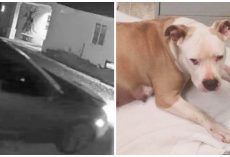 They Dragged & Stuffed Her Pregnant Body In A Trunk & Dumped Her In Empty Lot