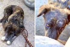 Couple On A Road Trip Finds Lonely Dog At Gas Station, Dog Begs Them To Help Her