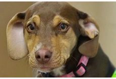 Couple’s Rescue Dog Was Acting Erratic- Leads Them To 3-Year-Old Girl Lying In A Ditch