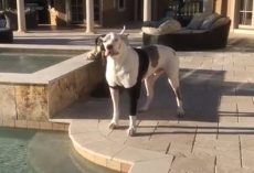 Deaf Dog Was Told He’s Not Allowed In The Pool, Throws “Oscar-Worthy” Temper Tantrum