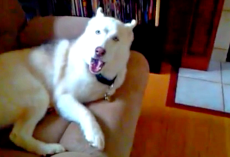 Defiant Husky Told To Get Into His Kennel, Uses “English” To Talk Back