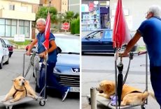 Devoted Dad Won’t Let Arthritis Depress Senior Dog, Takes Him On Walk Every Day
