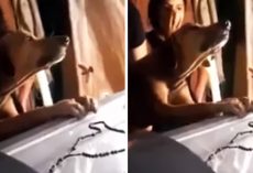 Devoted Dog Hugs Deceased Owner’s Casket And Refuses To Leave His Side
