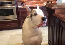 Dinner Is Late, And Max The Great Dane Is One “Unhappy” Dog