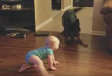 Dog And Baby Engage In A Game Of Chase That Left Mom With No Choice But To Record Them Both