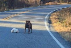 Cars Come To A Halt As Dog Proudly Flaunts His Frozen Turkey In Middle Of Road