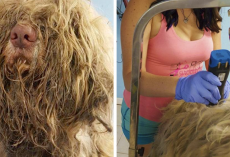 Dog Groomer Opens Shop In Middle Of The Night To Give Stray Dog Haircut And Found Beauty Beneath Matted Fur