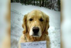 Dog Hides In UPS Truck And Rides All Over Town, Wearing Note With An “Important Message” For All