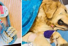Dog Owner Posts “Heartbreaking Warning” After Golden Retriever Dies From Rope Toy