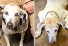 Dog Spent 7-Years At Shelter, Finally Gets Adopted And Acts Like Puppy