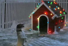 Dog Waits All Night For Santa, And His Christmas Wishes Comes True