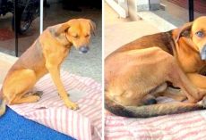 Loyal Dog Doesn’t Know His Owner Died, Still Waits Outside Hospital With Hope