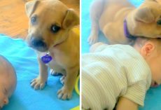 Dumped Puppy Doesn’t Know How To Lie Down And Keeps Tumbling, Finds Comfort In Baby
