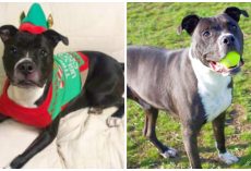 Pooch Loves Playing And Puppacinos, Hopes Santa Gets Him A Home For Christmas