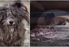 His Family Moved Away, Years Later He Still Thinks They’ll Return For Him