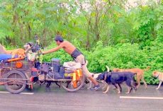 Selfless Man Drags Cart Along Borders For 6 Years, Rescues Over 500 Homeless Dogs