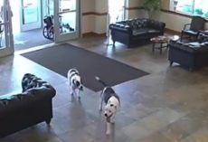 Everyone Was “Caught Off Guard” When Two Pit Bulls Wandered Into The Hospital