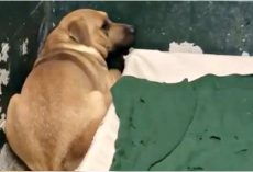 Family Dumps Their Dog At A Kill Shelter For Eating Out Of The Garbage Can