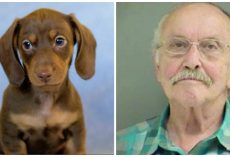 Vet Squeezes Puppy’s Mouth Viciously & Squeezes His Stomach So Hard, Dog Dies