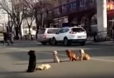 Drivers Notice Four Dogs Blocking Traffic Because Their Friend Is Down