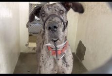 Great Dane Pup Mercilessly Surrendered To Kill Shelter, And Cries Before Sleeping