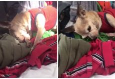 Grieving Dog Recognized A “Special Scent” He Never Thought He’d Smell Again