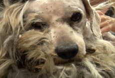 He’d Never Been Touched By A Human, And They Needed To Shave Him