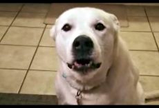 His Humans Ask Him To Speak, They Certainly Got More Than They Bargained For