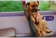 Homeless Dog Thinks No One Loves Her, So She Boards A Bus Alone