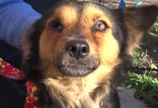 Stray Dog’s Owner Didn’t Want Him Back Because He Got A New Dog