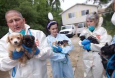 Police Go Look For Loose Dog, Find 276 Small Dogs In Single Family Home
