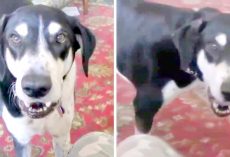 ‘Impatient Dog’ Realizes He Can Talk, And The First Thing He Asked For Is A Kitten