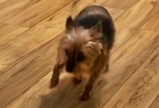 Jealous Little Yorkie “Devises A Plan” To Get Her Owner’s Attention