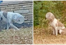 Stray Dog Roams Streets With Plastic Cheese Ball Container Lodged On His Head