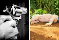 2 Neighbors Quarreling Over Dog Start Firing, Dog Gets Shot In The Head & Dies