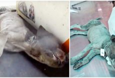 They Thought She’d Taken Her Final Breaths, Vet Prayed Over Her For Mercy