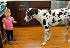 Little Girl Tries To Teach Her Great Dane To Sit For Treats And She’s Thrilled When It Works