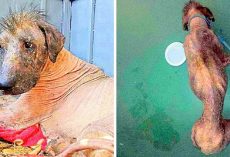 Sickly Homeless Dog Was Called A Monster & Stoned Whenever He Begged For Help