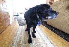 Mailman Watches Senior Dog Struggling Up The Stairs Every Day, Decides He Has To Intervene