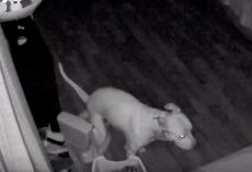 Man Checks Security Cam And Saw His Dog Using Training Potty In Middle Of Night