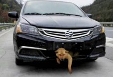 Man Hears Barking Coming From Front Bumper 200 Miles Into His Trip