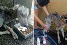 Man Rescued Dying Stray Husky And Transformed Her Into The “Most Gorgeous Dog”