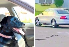 Innocent Dog Accidentally Puts Car In Reverse & Drives In Circles For A Full Hour